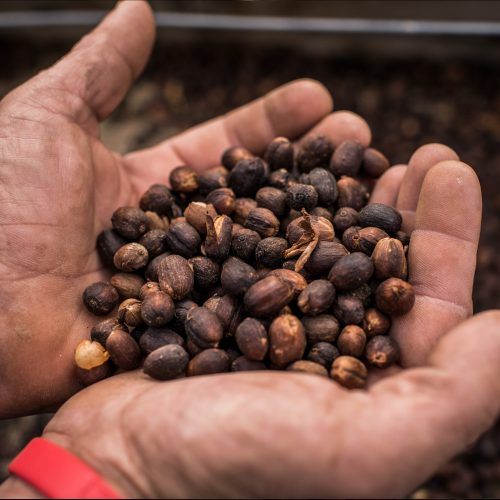 EIN AUSSERGEWÖHNLICHER ARABICA-KAFFEE MIT EXOTISCHEM AROMA